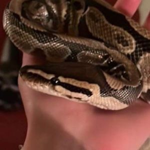 Meet your Posher, Autumn